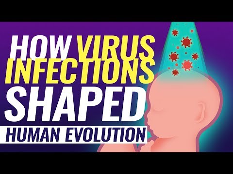 Virus DNA in human genome (evolution by infection)
