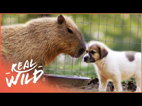 Capybara Mothers Orphaned Puppies | Real Wild