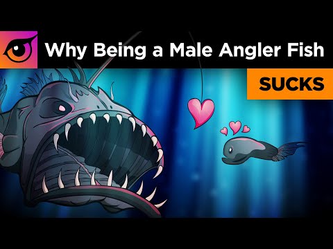 Why Being a Male Angler Fish SUCKS
