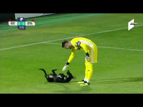 Dog interrupts soccer game, wants belly rubs