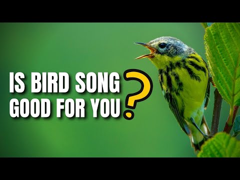 Is Bird Song Good for people? | The Positive Effect of Singing Birds