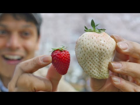 Japan&#039;s White Strawberry: Luxury Fruit Unboxing &amp; Adventure ★ ONLY in JAPAN