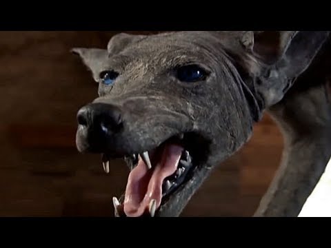 Ten Creepy Canines from Across the World - Listverse