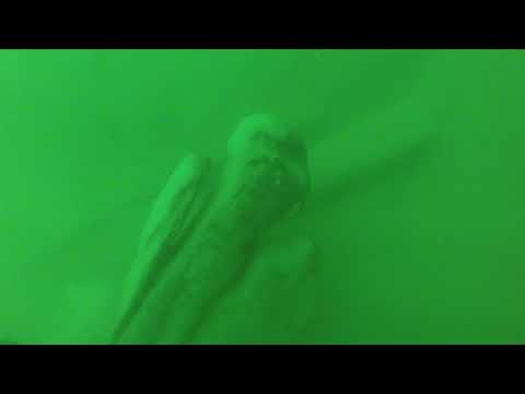 Discovery of the Lake Serpent in Lake Erie