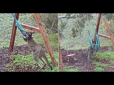 Hilarious moment a feisty kangaroo picks a fight with a HAMMOCK hanging from a garden swing set
