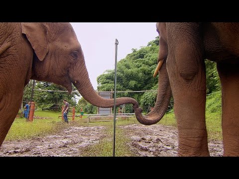 Elephants Learn To Work Together | Super Smart Animals | BBC Earth