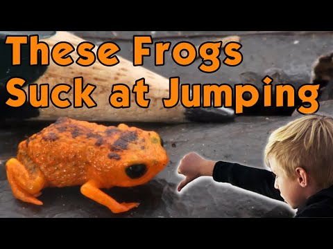 These Brazilian Frogs are the Worst Jumpers Ever