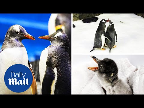 Gay penguins become second time dads at Sydney aquarium