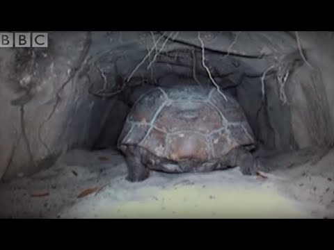 Attenborough: The Wonders of Tortoise Tunnel | BBC