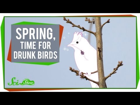 Spring, Time for Drunk Birds