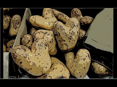 The Gleaners and I (2000) by Agnès Varda, Clip: Agnès and the coeur potato