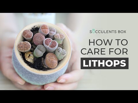 BEST TIPS: HOW TO CARE FOR LITHOPS | LIVING STONES