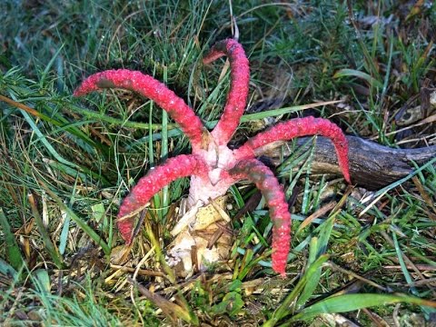 Clathrus archeri (Devil&#039;s Fingers / Octopus Stinkhorn fungi) erupting from their eggs time lapse