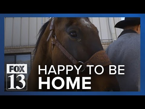 Horse returns home after going missing for 8 years