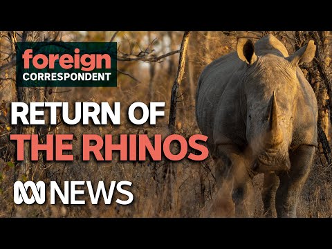 Rhinos Have Been Brought Back From the Brink of Extinction in Zimbabwe | Foreign Correspondent