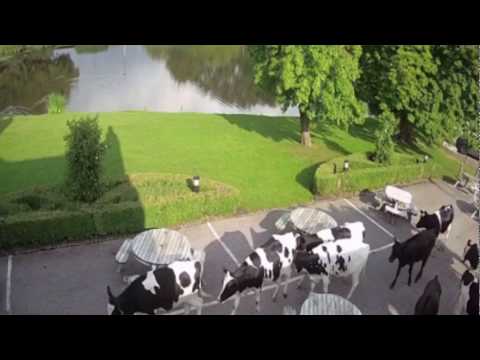 Cows take over Staffordshire beer garden