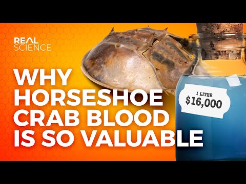 Why Horseshoe Crab Blood Is So Valuable