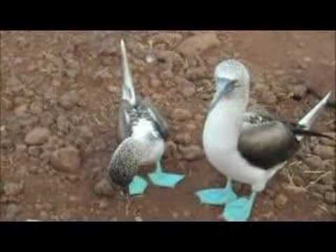 Blue Footed Booby Mating Dance