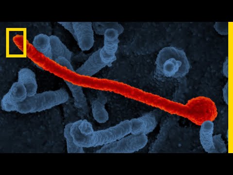 Ebola 101 | National Geographic