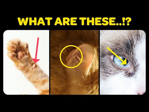 7 Mysterious Cat Body Parts Explained!