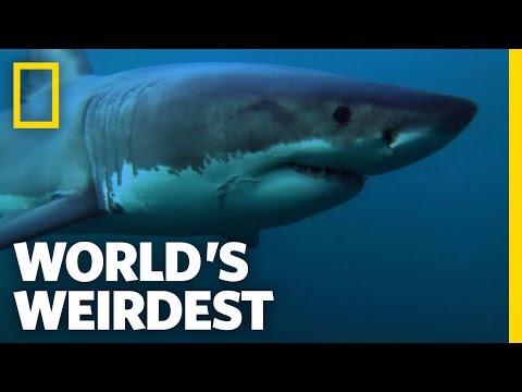 Great White Migrations | World&#039;s Weirdest