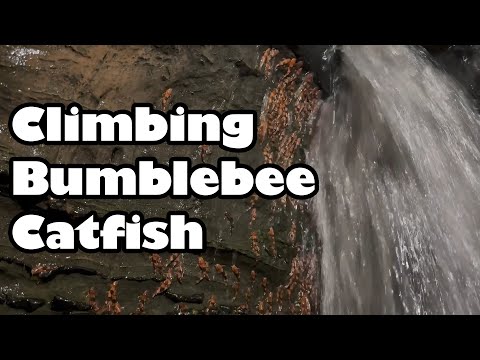 Watch Thousands Of Tiny Catfish Scaling Slippery Rocks