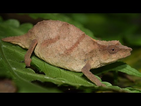 One of the world’s rarest chameleons found clinging to survival