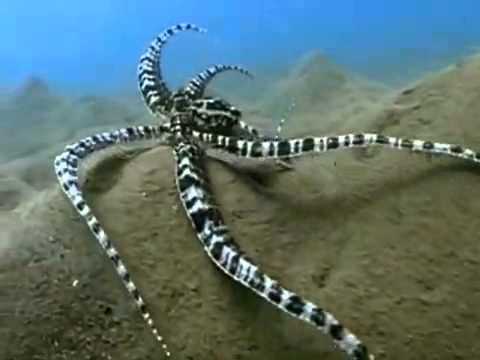 The Indonesian Mimic Octopus