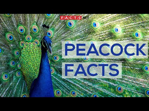 Interesting Facts About Peacocks And Peahens, Or The Peafowls