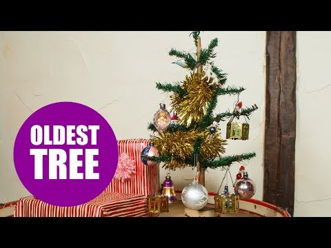 Britain&#039;s oldest Christmas tree goes up for 97th year