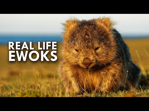 Wombats Look Like Real Life Ewoks