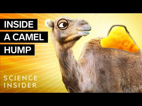 What&#039;s Inside A Camel Hump?