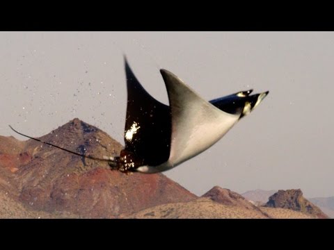 Mobula Rays belly flop to attract a mate - Shark: Episode 2 Preview - BBC