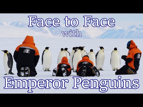 Face to Face with Emperor Penguins in Antarctica