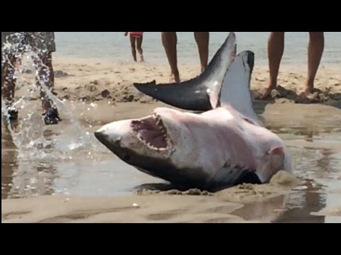 GREAT WHITE SHARK BEACHES IN CAPE COD Amazing Footage!!!