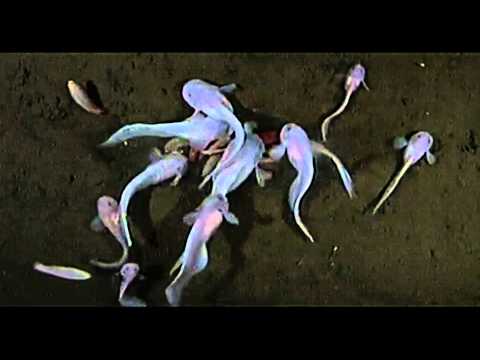 Amazing underwater footage of NEW SPECIES Hadal Snailfish