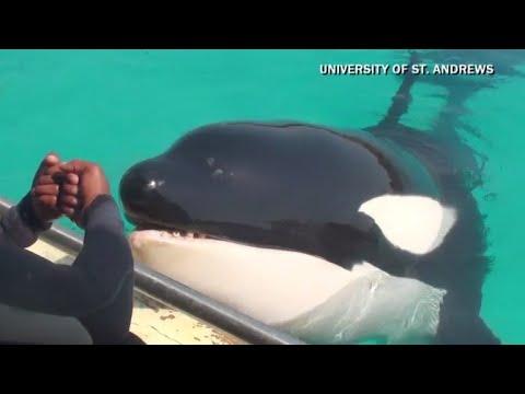 Killer whale trained to mimic human sounds