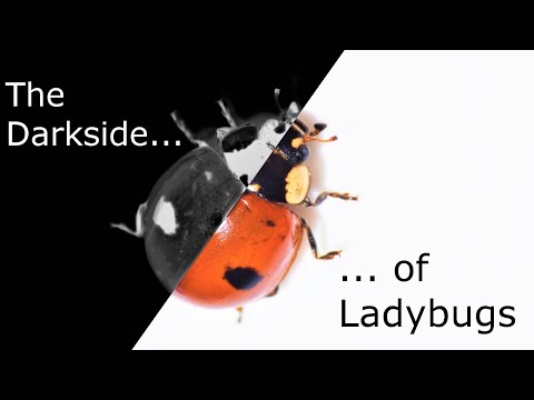 The Truth about Ladybugs