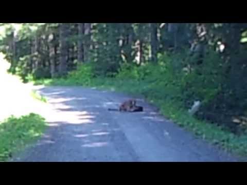 Mary&#039;s Peak Cougar Surprise