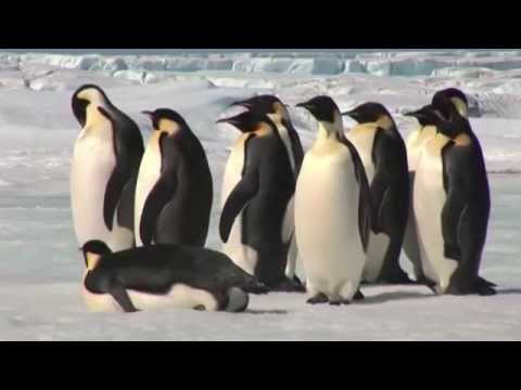 The Largest Penguin Ever Discovered