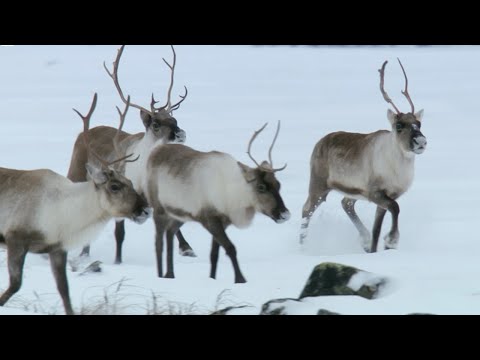 Reindeer&#039;s Amazing Adaptations to Living in Snow | Snow Animals | BBC Earth
