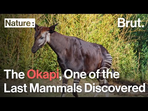 The Okapi Was One of the Last Large Mammals Discovered