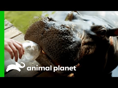 Hippo Is Raised By Humans | The World&#039;s Oddest Animal Couples