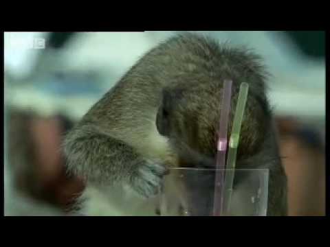 Alcoholic Vervet Monkeys! - Weird Nature - BBC animals