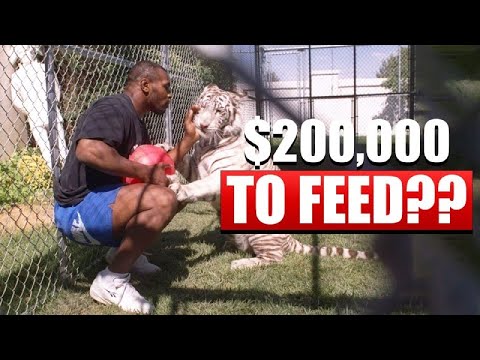 Mike Tyson&#039;s $200,000 Yearly Food Bill For His Tigers
