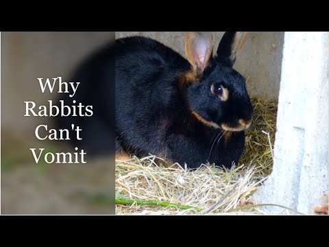 Why Rabbits Can&#039;t Vomit (Throw Up Explained)