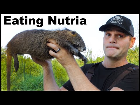 Amazing &quot;Swamp Rat&quot; Pulled Pork Recipe. How to Cook and Eat Nutria. Mousetrap Monday