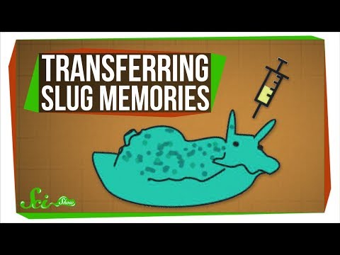 Scientists Just Transferred Memories... Between Sea Slugs