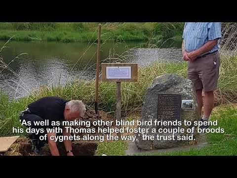 Thomas the blind, bis exual goose New Zealand funeral