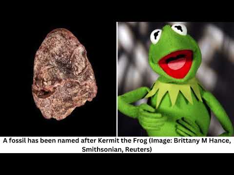 Kermit the Frog inspires new 270-million-year-old species